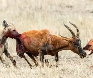 جذابیت های حیات وحش؛ کفتارها زنده زنده شروع کردن به خوردن بز هم از جلو و هم از عقب