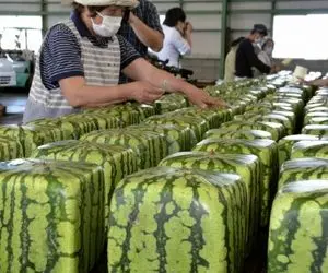 کشاورزی نوین؛ تو ژاپن با تجهیزات نوین هندوانه مربعی کاشتن کادوپیچ میکنن میفروشن