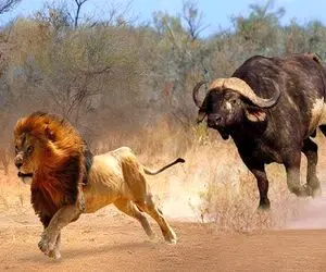 نارام زیان؛ بوفالو سفاک شیری که برا رعب نعره زد شرحه کرد که نشون بده رئیس کیه