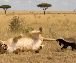 مستند حیات وحش؛ گورکن گور شیری که سر به سرش گذاشت کند