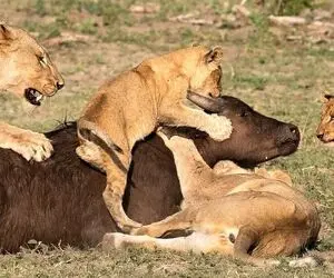 مستند حیات وحش؛ شیرها بوفالو رو میلیسن در آرامش جون بده گوشتش بد مزه نشه