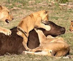 مستند حیات وحش؛ شیرها بوفالو رو میلیسن در آرامش جون بده گوشتش بد مزه نشه