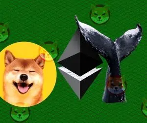 چرا نهنگ‌ها دیگه به شیبااینو چشم ندارند؟