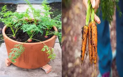 پرورش هویج در خانه فقط با ته سبزی/ راهنمای کامل کاشت ته هویج در گلدان برای همه