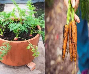 پرورش هویج در خانه فقط با ته سبزی/ راهنمای کامل کاشت ته هویج در گلدان برای همه