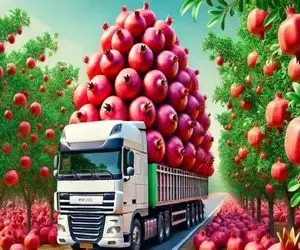 کشاورزی نوین؛ مزرعه انار جهشی زدن برا یه خانواده 4 نفره یه دونه اش کافیه انقد گنده اس