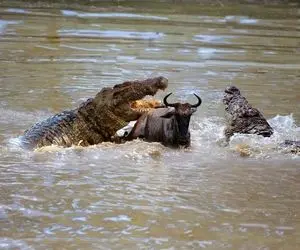 از بدایع حیات وحش؛ کل یالدار داشت آب میخورد که کروکودیل شریر از پوزه گرفت کشیدش تو آب