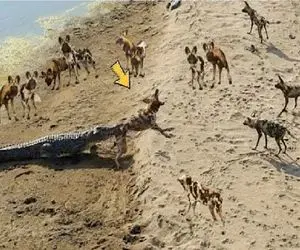 مستند حیات وحش؛ سگ های وحشی ندانسته با مرگ روبرو شدند