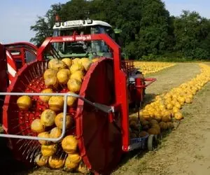 کشاورزی نوین؛ ماشین های مخصوص کاشت کدو تنبل همه رو ردیفی میکاره 1 سانت هم خطا نداره