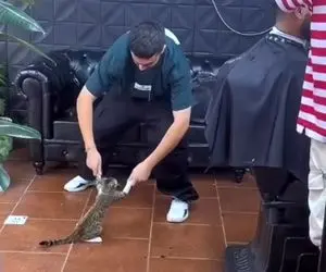 آواز شاد؛ پسره تو سلمونی با گربه تانگو رقصید یکی پاشد سرشون شاباش ریخت مشتریا پاچیدن