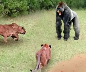 مستند حیات وحش؛ بابون عصبی زورش به هرچی برسه شکنجه میکنه