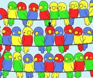 بازی فکری؛ باید بند بند وجودت از هوش باشه تا بگی کدوم از طوطی ها مجرد زوج نداره