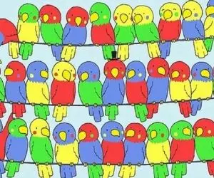 بازی فکری؛ کدام یک از طوطی ها زوج ندارد؟