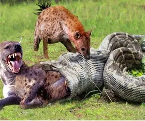 جذابیت‌های حیات وحش؛ مار میرغضب کفتار و زنده زنده میبلعه سرش میمونه بیرون