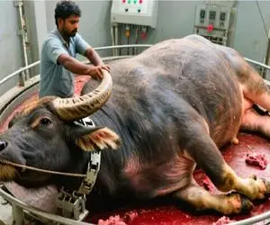 فرآوری گاو؛ ذبح بی درد گاو برای تولید گوشت با ابزارات پیشرفته و مدرن