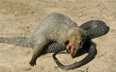 نارام زیان؛ مانگوس دد چشم دیدن مار را نداشت تیکه و پاره اش کرد