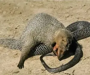 نارام زیان؛ مانگوس دد چشم دیدن مار را نداشت تیکه و پاره اش کرد