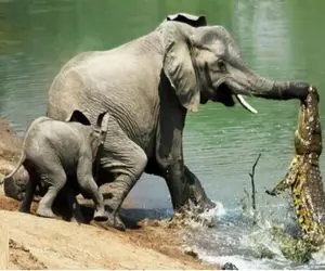 از جذابیت های حیات وحش؛ کروکودیل از دماغ فیل آویزون شده فیل هم پرید روش له شد