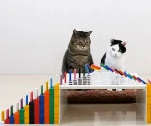 بازی بازی؛ ببینید گربه های نر و ماده چه هنگیدن از دومینو فقط اونی که سرگیجه گرفته 