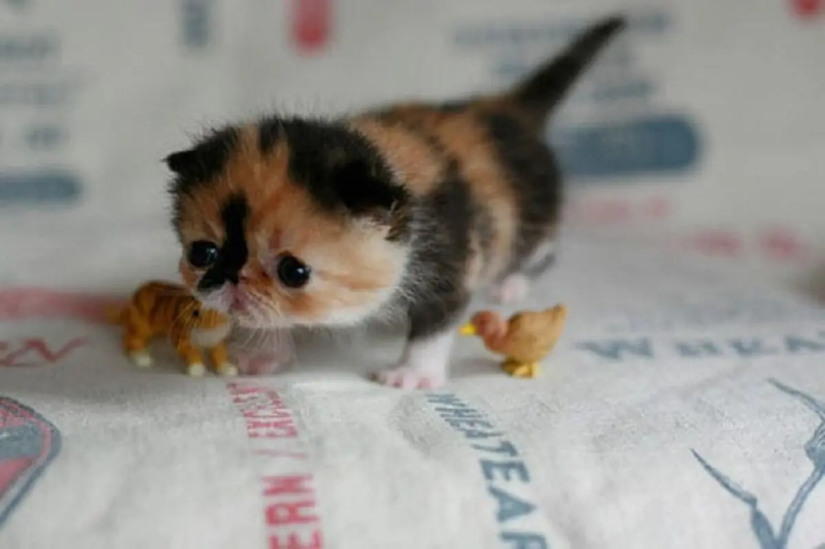 Baby-Cat