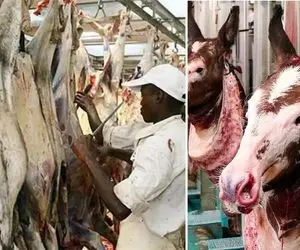 فرآوری الاغ؛ الاغ رو با تجهیزات مکانیزه سلاخی میکنن تا برسن به گوشت ران چربش