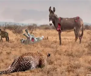 مستند حیات وحش / الاغ قوی در کمال خریت با گرگ و پلنگ می جنگنه