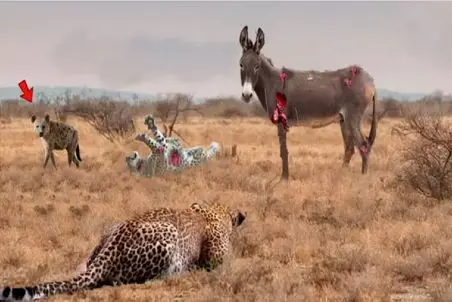 مستند حیات وحش / الاغ قوی در کمال خریت با گرگ و پلنگ می جنگنه