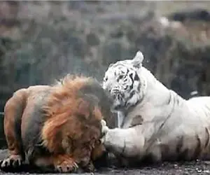 مستند حیات وحش؛ نبرد جنجالی ببر سفید و شیر