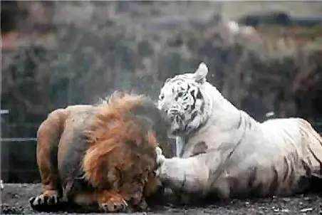 مستند حیات وحش؛ نبرد جنجالی ببر سفید و شیر