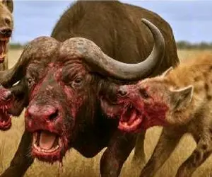 مستند حیات وحش؛ کفتارهای کریه برای سیر کردن شکمشون غول ساوانا رو اسیر کردن