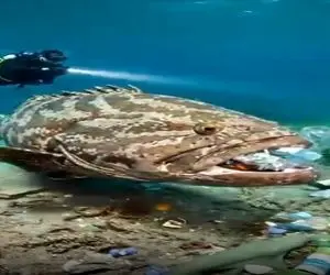 مستند کاوش؛ نجات ماهی وحشی که تبدیل شده به سطل زباله اقیانوس با تدابیر امنیتی