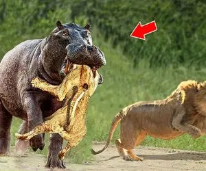 شاهکار حیات وحش / کرگدن تانک ترسناک حتی شیر را مورد حمله قرار می دهد