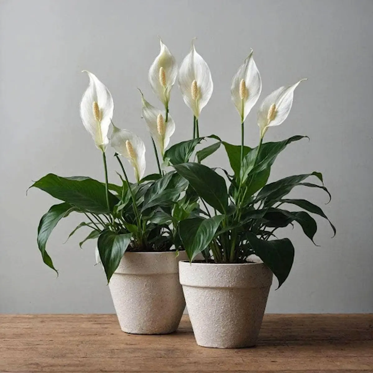 اسپاتی فیلوم (Spathiphyllum)