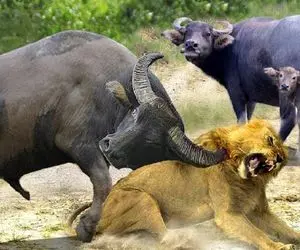 جذابیت حیات وحش؛ لحظه وحشتناکی که شاخهای کشنده شکارچیان خرد می شود