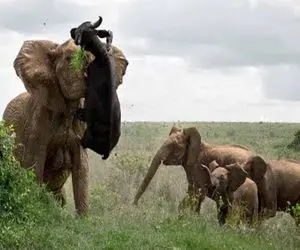 شاهکار حیات وحش / وقتی بوفالو راه کودکان فیل را سد کرد روی دیگری از آن را دید