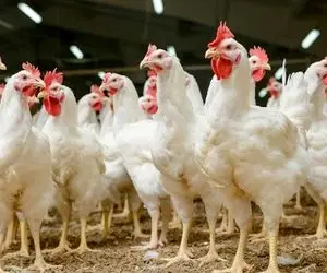 دامداری نوین؛ برا این که مرغا زمینو کثیف نکنن و آت آشغال نخورن براشون تونل قطاری زدن