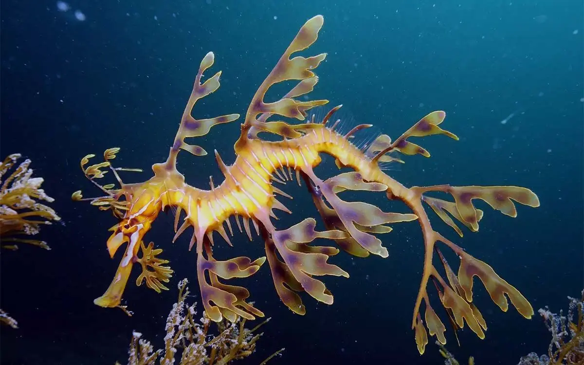 __opt__aboutcom__coeus__resources__content_migration__mnn__images__2019__08__Leafy_Seadragon_on_Kangaroo_Island-3b971c06967145bc9dd56246309a3196