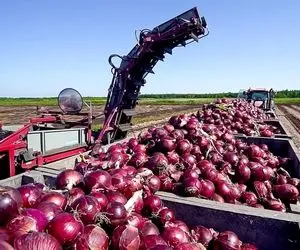 کارخانه تولید؛ چند میلیون پیاز رو از مزرعه میبرن کارخونه برای پیاز داغ خرد می کنند