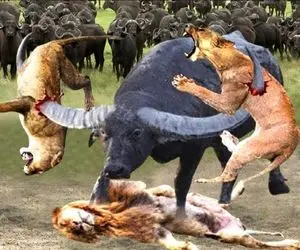 بدایع حیات وحش؛ بوفالو ددمنش برا نجات گله ش 3تا شیر شریر شرحه کرد کفتار بخوره