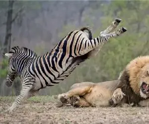 مستند حیات وحش؛ خر سیاه سفید شیر رو تحقیر کرد