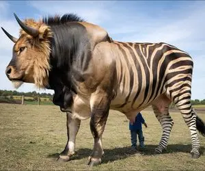 کارخانه حیوانات؛ هورمون شیر و پلنگ و به گاو تزریق کردن یه هیولای ترکیبی رشد کرده