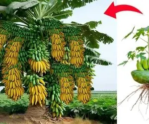 کشاورزی نوین؛ موز با خمیر دندون چسبوند به پاپایا درخش هم پاپایا داد هم 1000 تا موز