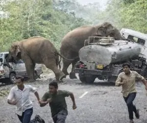 مستند حیات وحش؛ طغیان خشم فیل