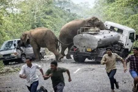 مستند حیات وحش؛ طغیان خشم فیل