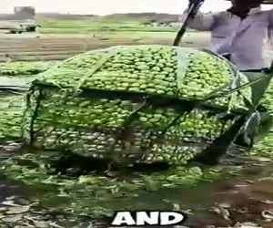 کشاورزی نوین؛ راز محصول بیشتر، جلوگیری از سرمازدگی اون و استفاده از کارگر کمتر در چین