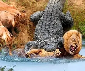 بدایع حیات وحش؛ تمساح بدسگال شیر شریری که رفت سمت برکه ش مثله و تناول کرد