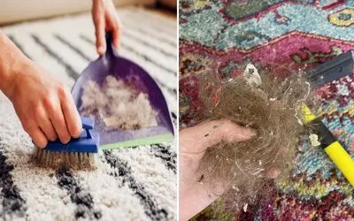 جمع کردن مو از روی فرش بدون دوشواری / با دوتا وسیله کاربردی برای همیشه خودتو راحت کن