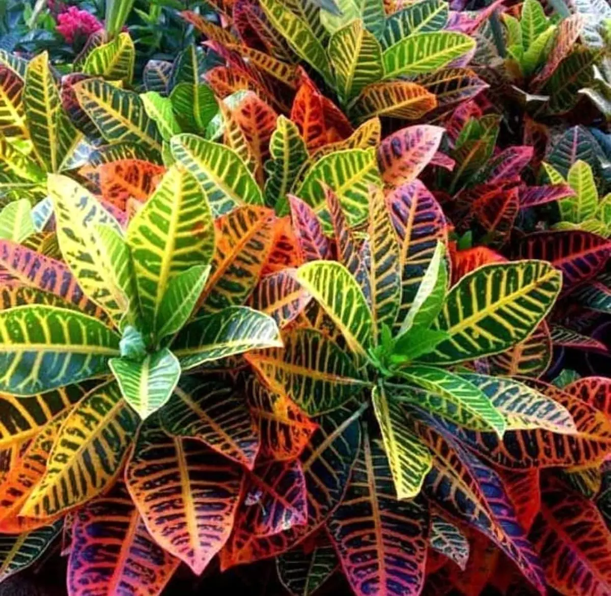 گیاهان آپارتمانی مقاوم