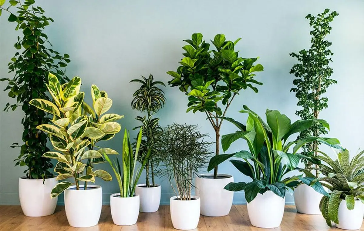 آبیاری خودکار گیاهان آپارتمانی