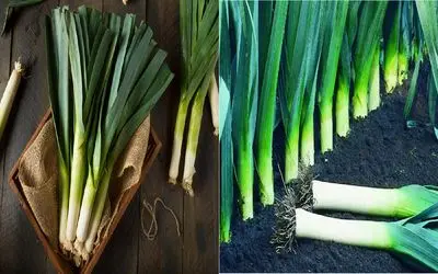 چگونه تره فرنگی را در خانه بکاریم؟/رازهای پرورش تره فرنگی تازه و خوش‌ عطر در گلدان